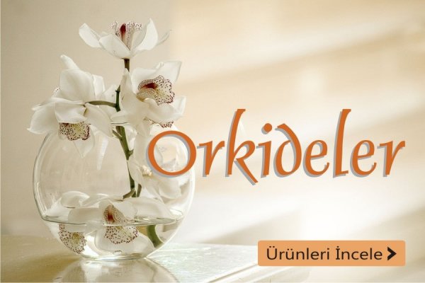 Kütahya çiçek siparişi, Kütahya orkide çeşitleri