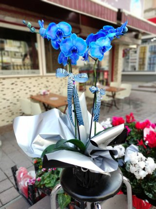 İki Dal Mavi Orkide - Kütahya Çiçek Siparişi