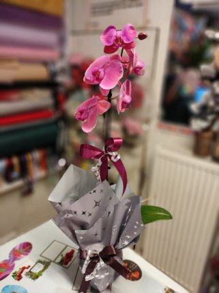 Tek Dal Renkli Orkide - Kütahya Çiçekçi