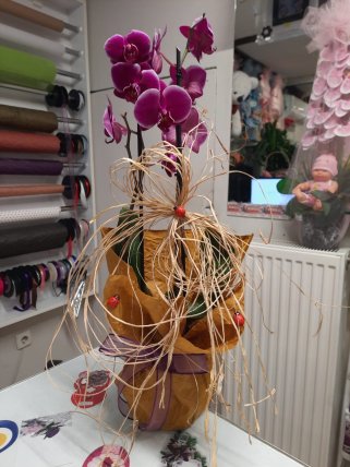 İki Dal Renkli Orkide - Kütahya orkide